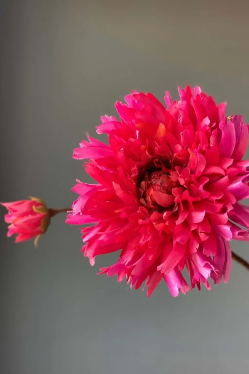 Pip Fleurs Artificielles Fall Beauty